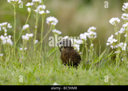 Giardino femmina della fauna selvatica blackbird turdus merula con becco pieno di materiale di nidificazione UK potrebbe Foto Stock