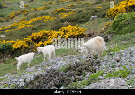 Great Orme capre Kashmir Nanny e due bambini Llandudno North Wales UK potrebbe Foto Stock