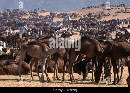 Cammelli nel deserto a PUSHKAR CAMEL FAIR un 5 giorno religioso e commerciale di festival Rajasthan in India Foto Stock