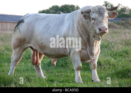 Il Limousin Bull Foto Stock