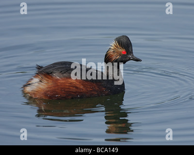 Collo Nero svasso, Podiceps nigricollis, estate plumaged bird seduti sulle calme acque blu con la riflessione Foto Stock