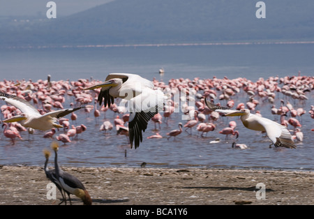 Great White Pelican fying davanti di fenicotteri rosa PELECANUS ONOCROTALUS NAKURU NATIONAL PARK KENYA Africa orientale Foto Stock