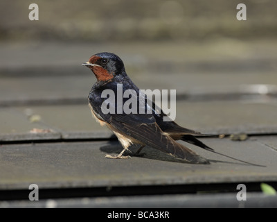 Swallow, Hirundo rustica, adulti appollaiato sul tetto di un edificio Foto Stock