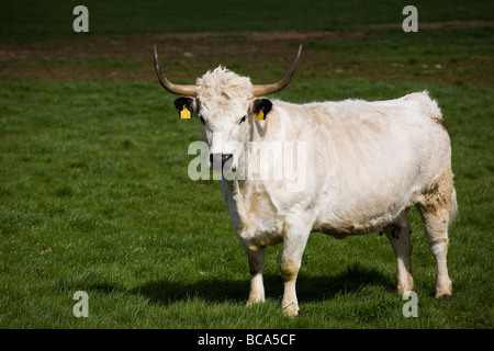 Parco bianco bovini Foto Stock