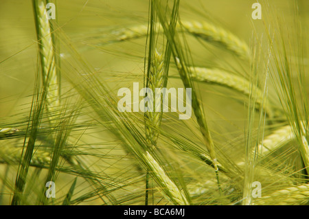 Campo di orzo, close-up, Carinzia, Austria Foto Stock