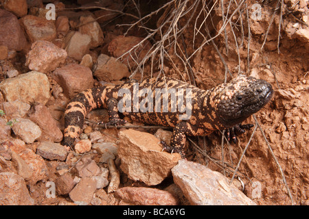 Un gila monster, heloderma suspectum, fuori su una serata foraggio. Foto Stock