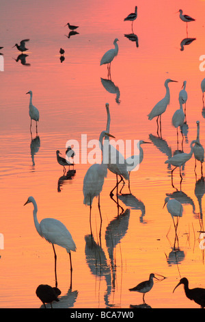 Trampolieri foraggio in colorato tramonto d'acqua. Foto Stock