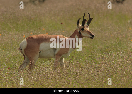 Un pronghorn antelope buck sulla gamma. Foto Stock