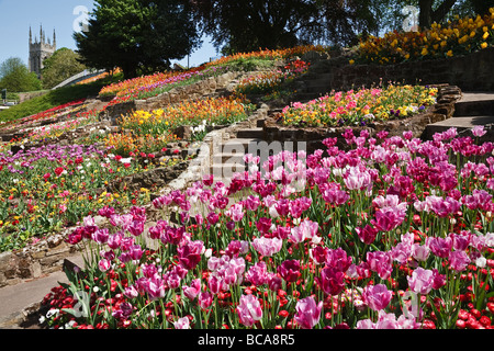 Display di tulipani nei giardini Stapenhill, Burton upon Trent, Staffordshire Foto Stock