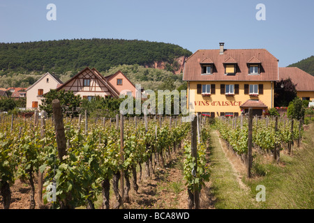 Alsace Francia Europa Vins de l'Alsazia vitigni che crescono in un vigneto sulla strada del vino Foto Stock