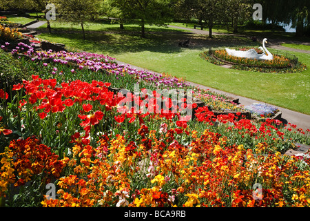 Display floreali e il famoso swan in giardini Stapenhill, Burton upon Trent, Staffordshire Foto Stock