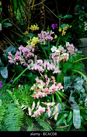 Orchidee nel Bloedel Conservatorio floreali, Queen Elizabeth Park, Vancouver, British Columbia, Canada Foto Stock