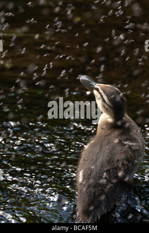 Mallard anatroccolo cattura moscerini Foto Stock