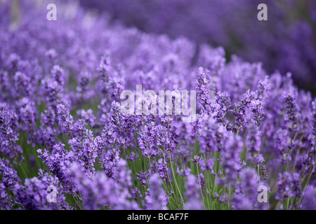 Primo piano della lavanda piantata in un campo di lavanda britannico Foto Stock