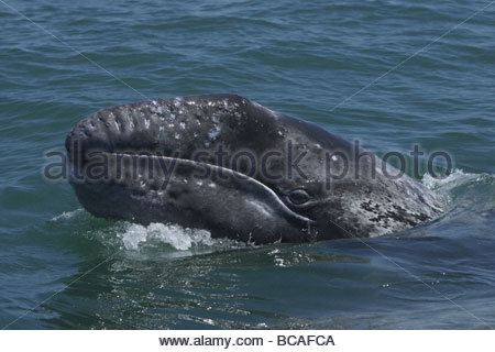 California balena grigia superfici di vitello. Foto Stock