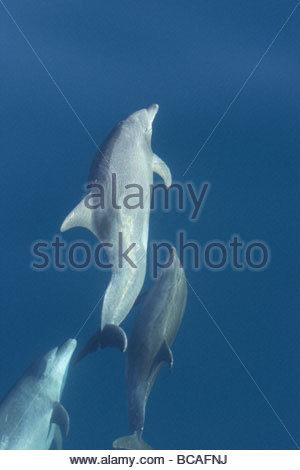 I Delfini, Mare di Cortez, Golfo di California, Messico. Foto Stock