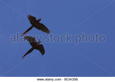 Volo di corteggiamento, Scarlet Macaws, Parco Nazionale di Corcovado, Costa Rica. Foto Stock