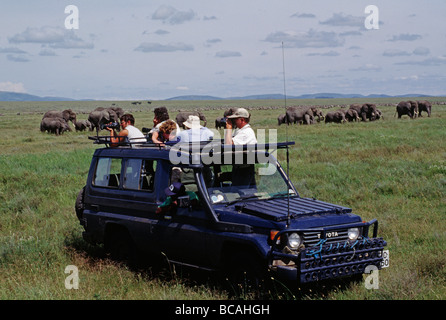 Possiamo osservare un branco di elefanti Loxodonta africana cross SERENGETI breve pianura erbosa TANZANIA Foto Stock