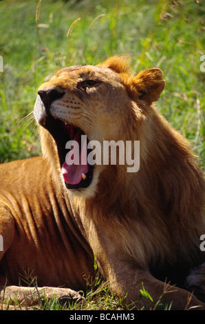 Un maschio di leone africano Pantera Leo sbadigli per la telecamera Serengeti National Park in Tanzania Foto Stock