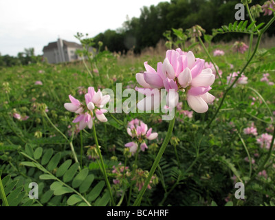 Crown Vetch o Securigera varia crescente selvatici nella zona residenziale. Foto Stock