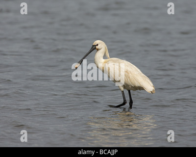 Spatola Platalea leucorodia, guadare acqua Foto Stock