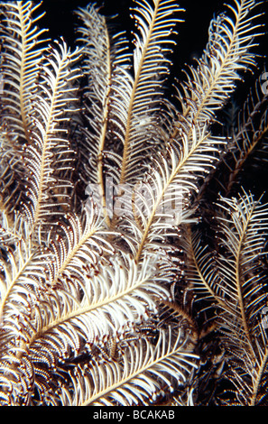 La colorata dolce viticci di Crinoide Featherstar alimentazione del filtro. Foto Stock