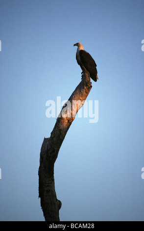 Un maestoso bianco-mare panciuto-eagle sondaggi è territorio da un addio al celibato. Foto Stock