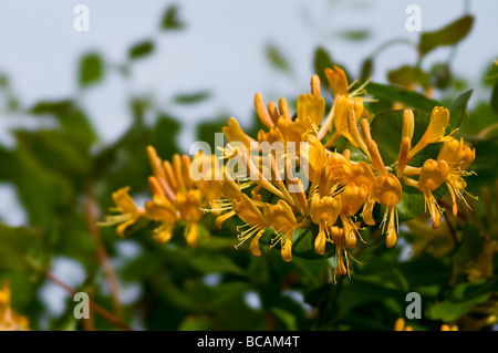 Un fiore di arancia (Caprifoglio Lonicera) Foto Stock