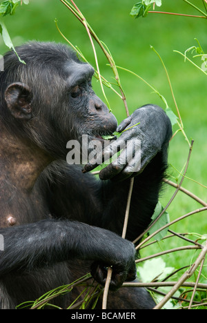 Un primo piano di un Chimpanzee mangiare lascia fuori un sapling al Twycross Zoo nel Leicestershire Inghilterra Regno Unito Foto Stock