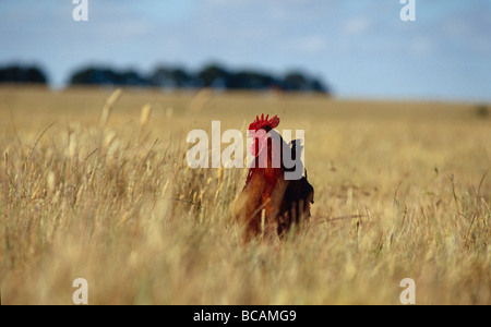 Un cocky free range Rooster sondaggi la prateria aperta del suo dominio. Foto Stock