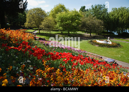 Display floreali e il famoso swan in giardini Stapenhill, Burton upon Trent, Staffordshire Foto Stock