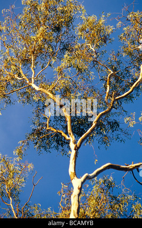 Un fiume Gomma rossa albero canopy contrasta fortemente contro un cielo blu. Foto Stock