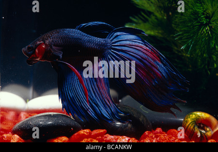 Un maestoso e colorato di combattimento Siamese pesce in una terrina di pesce. Foto Stock