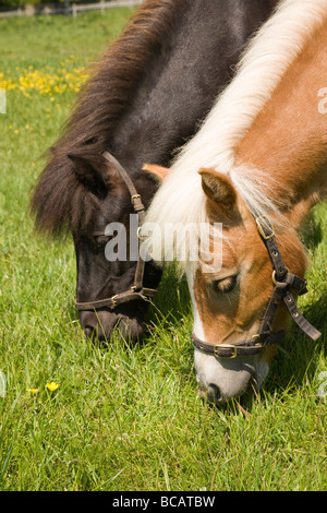 Pony Shetland pascolo Foto Stock