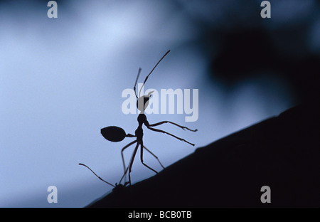 La difensiva silhouette di un albero verde Ant in piedi sulle zampe posteriori. Foto Stock