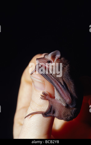 Un dolce poco Freetail settentrionale Bat stringendo sul suo accompagnatore con il pollice. Foto Stock
