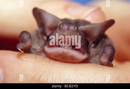 Un diminutivo poco Freetail settentrionale Bat in appoggio nel suo caregiver la mano. Foto Stock