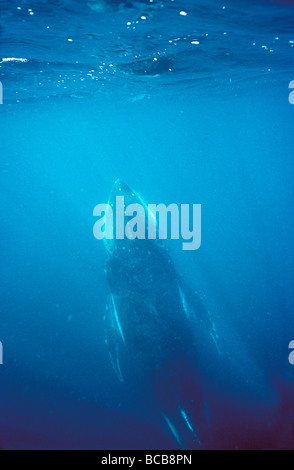 Un Humpback Whale calf ascende verso la superficie dell'oceano di respirare. Foto Stock