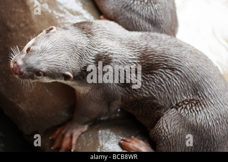 Rivestimento liscio Otter Lutrogale perspicillata prese a razze rare Conservation Centre Sandwich Foto Stock