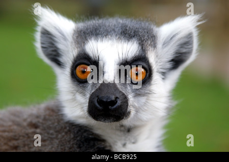 Anello lemure codato fotografati a Wingham Wildlife Park nel Kent Foto Stock
