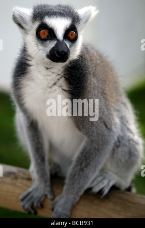 Anello lemure codato fotografati a Wingham Wildlife Park nel Kent Foto Stock