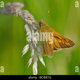 Grande Skipper butterfly crogiolarsi sull'erba Foto Stock