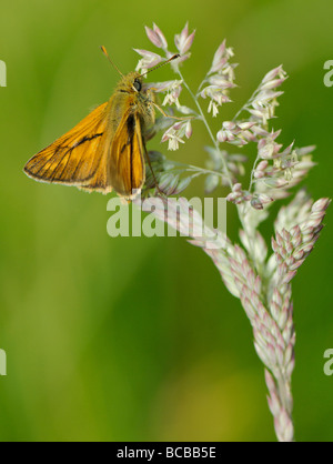 Grande Skipper crogiolarsi sulla testa di erba Foto Stock