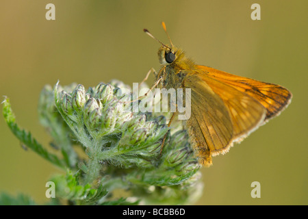 Skipper di grande farfalla sul fiore Foto Stock