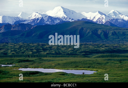 Bull Moose (Alces alces), alimentando in un stagno di seguito l'Alaska Range. Foto Stock