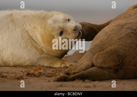 Guarnizione grigia Halichoerus grypus pup essere incoraggiate ad allattare Lincs Gennaio Foto Stock