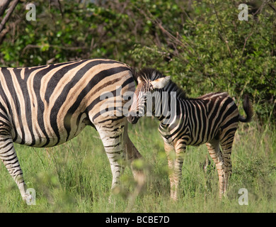 La Burchell zebra (Equus quagga burchellii) di vitello con madre pascolare nel Parco Nazionale Kruger Sud Africa Foto Stock