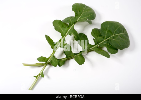 Foglie di rucola close up Foto Stock
