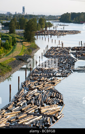 Logs galleggiante nel fiume Fraser, New Westminster, British Columbia, Canada Foto Stock