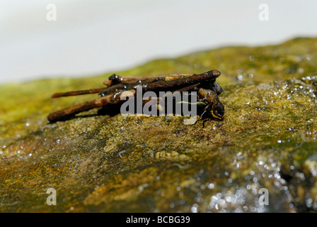 Caddisfly larva su una roccia bagnata Foto Stock